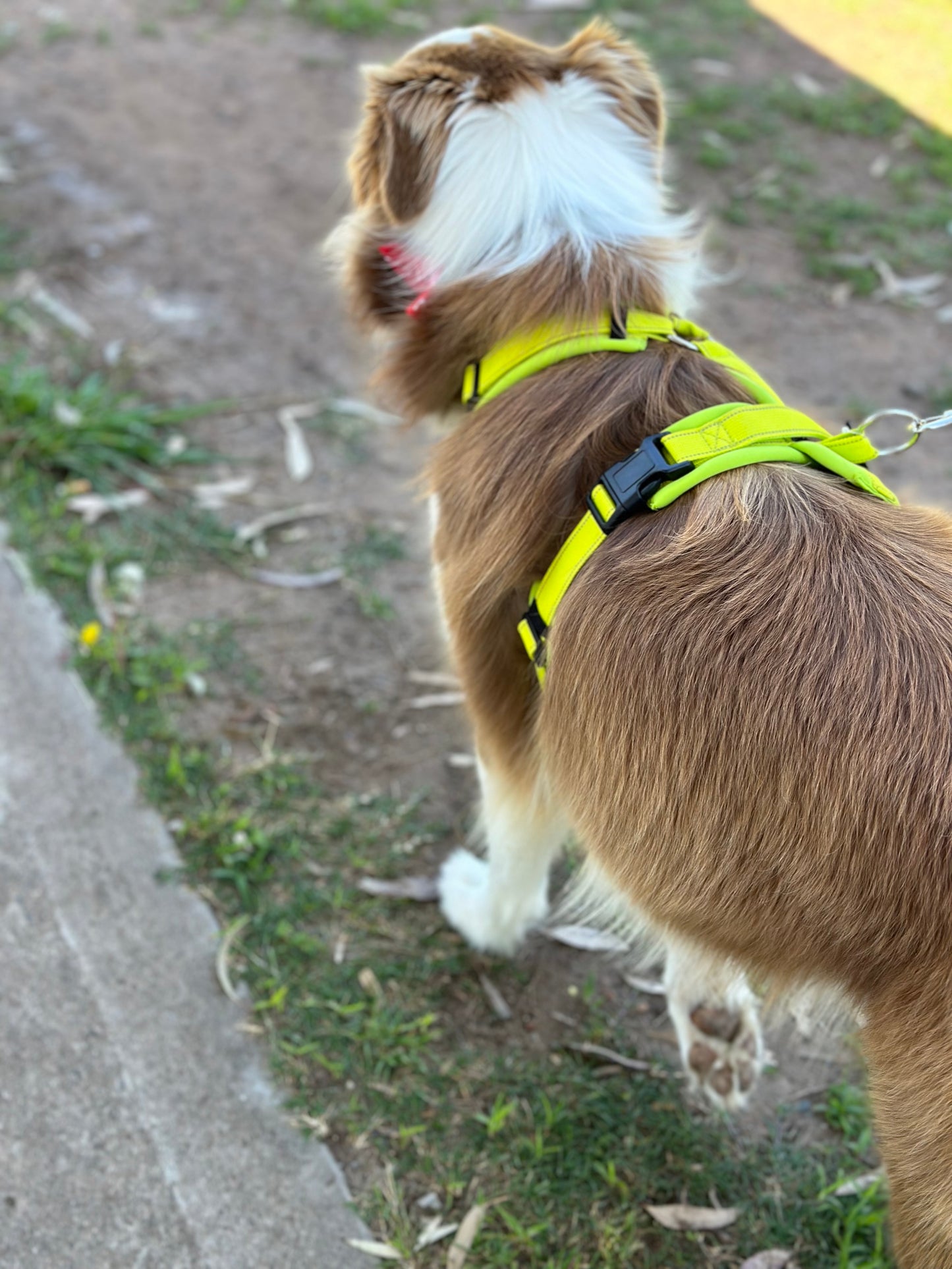 Hakusan Zero Harness (Y Shape)