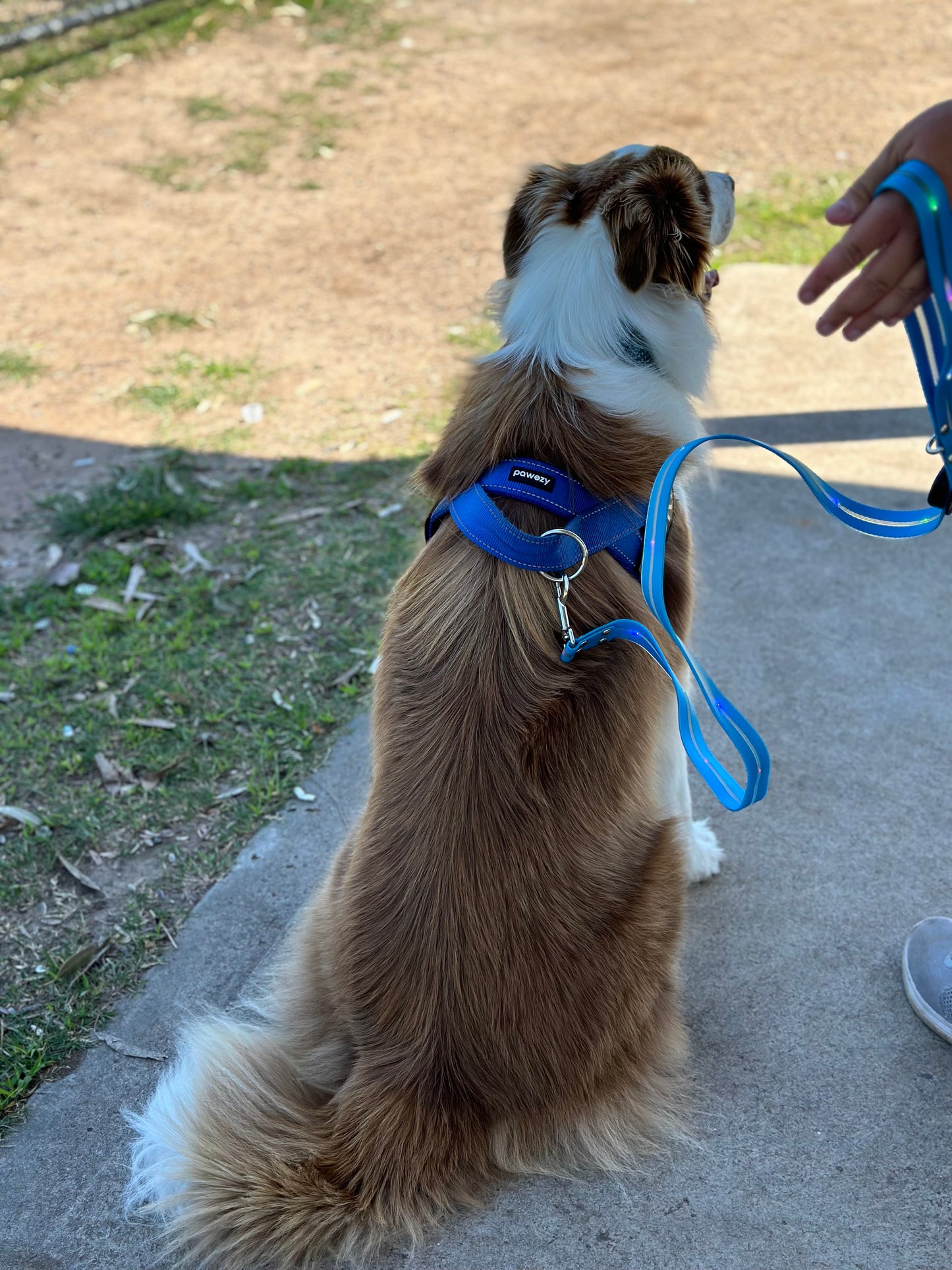LED Leash