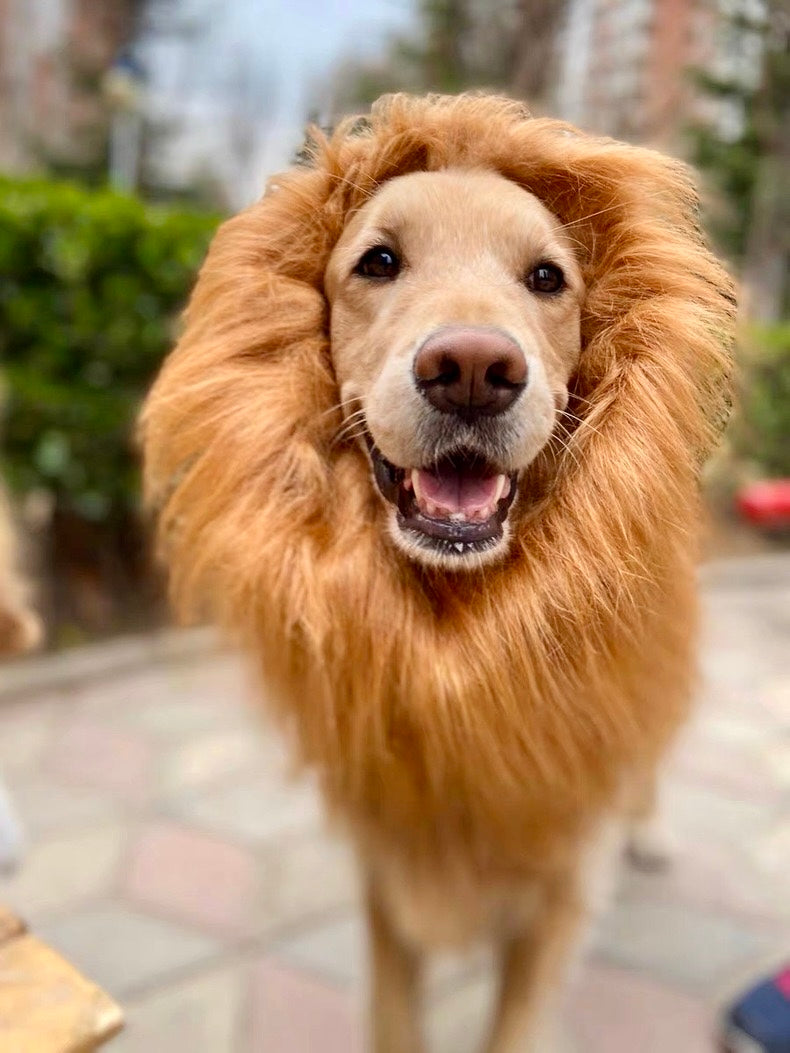 Lion Wig