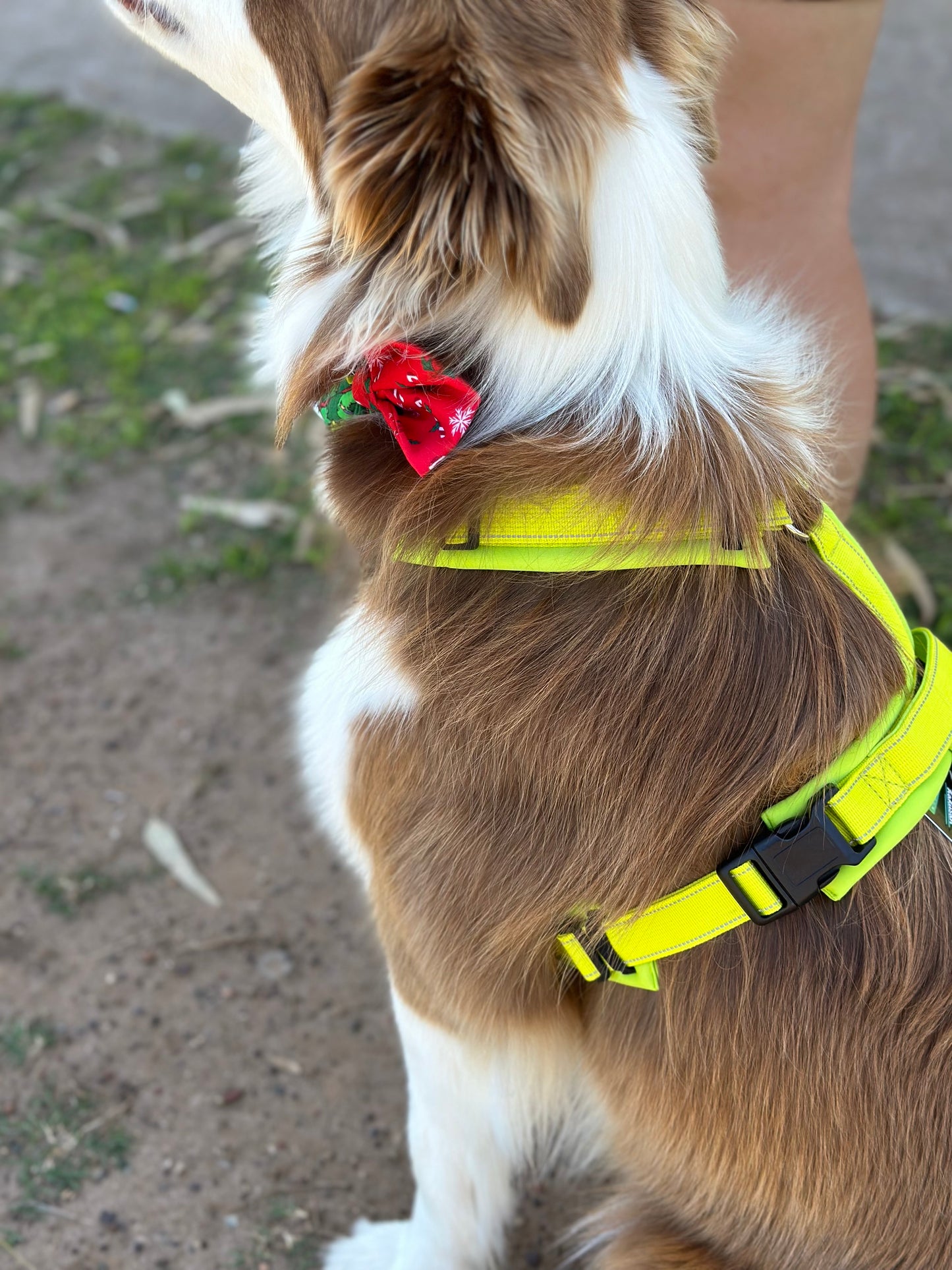 Hakusan Zero Harness (Y Shape)