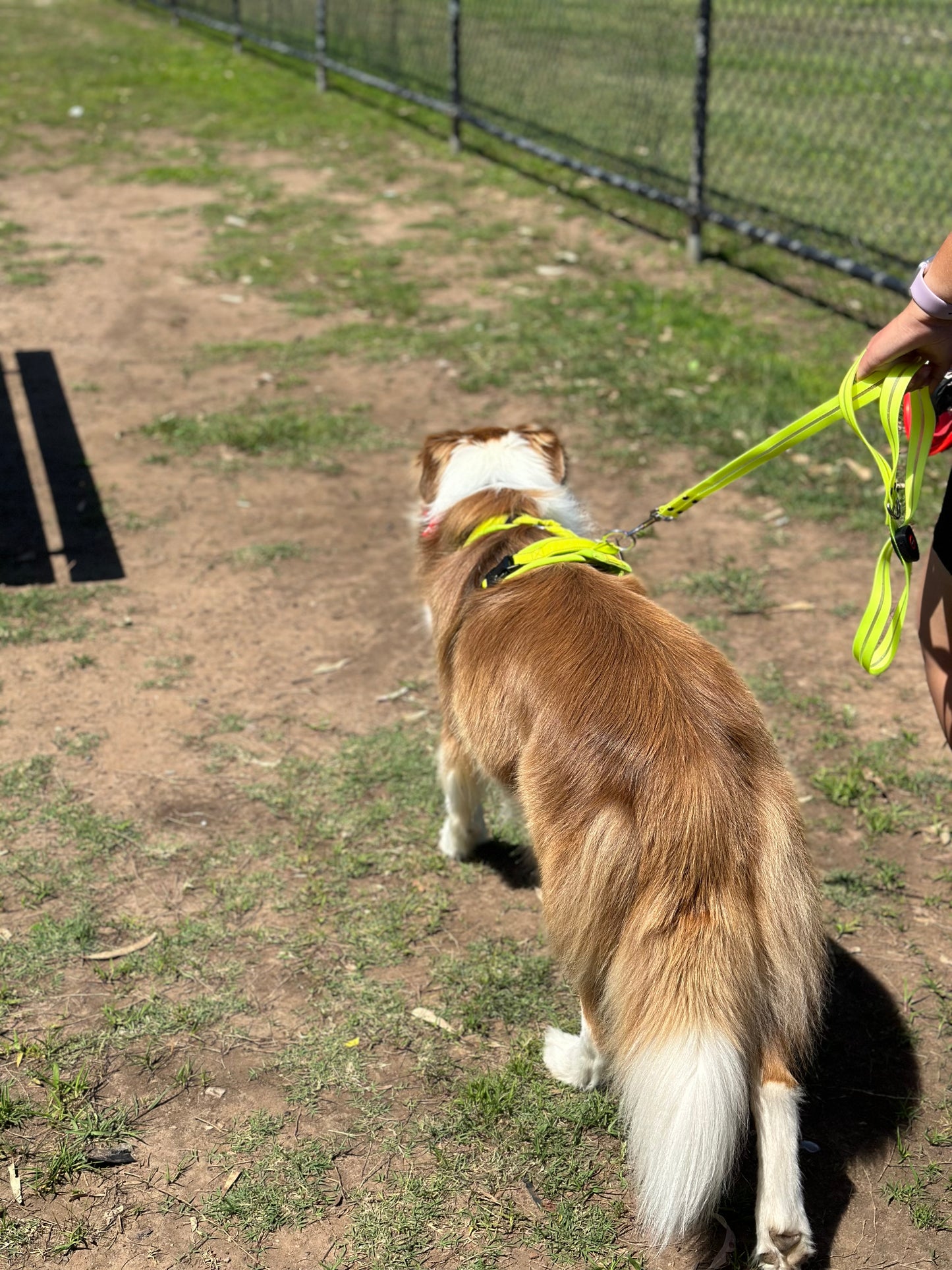 LED Leash