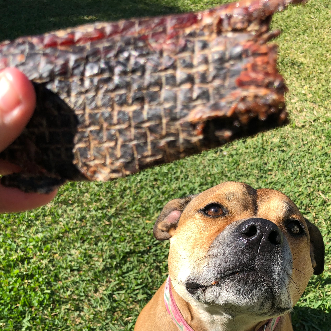Kangaroo Jerky