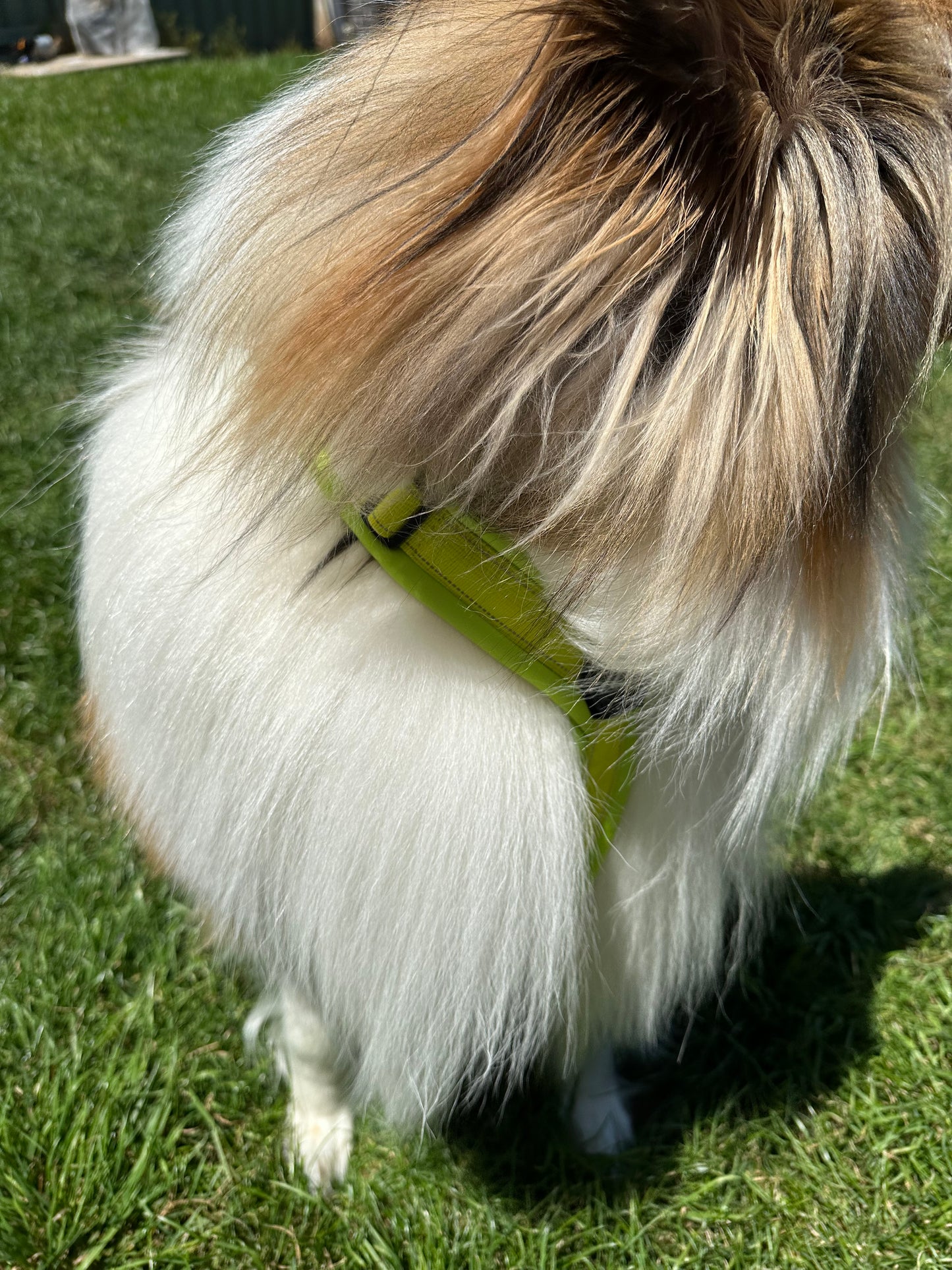 Hakusan Zero Harness (Y Shape)