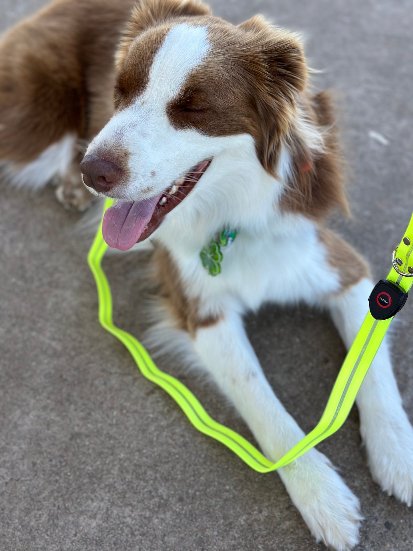 LED Leash