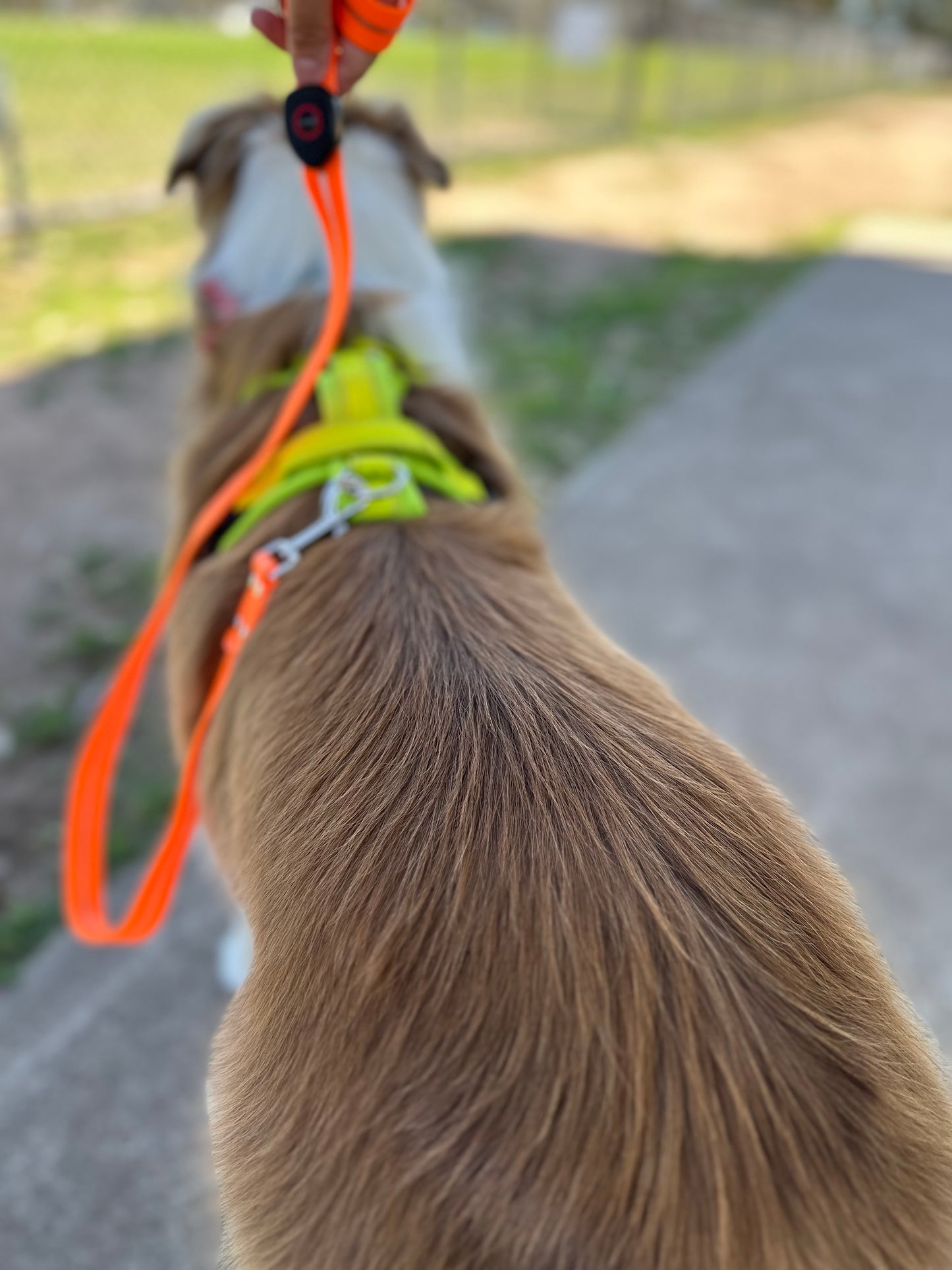 LED Leash