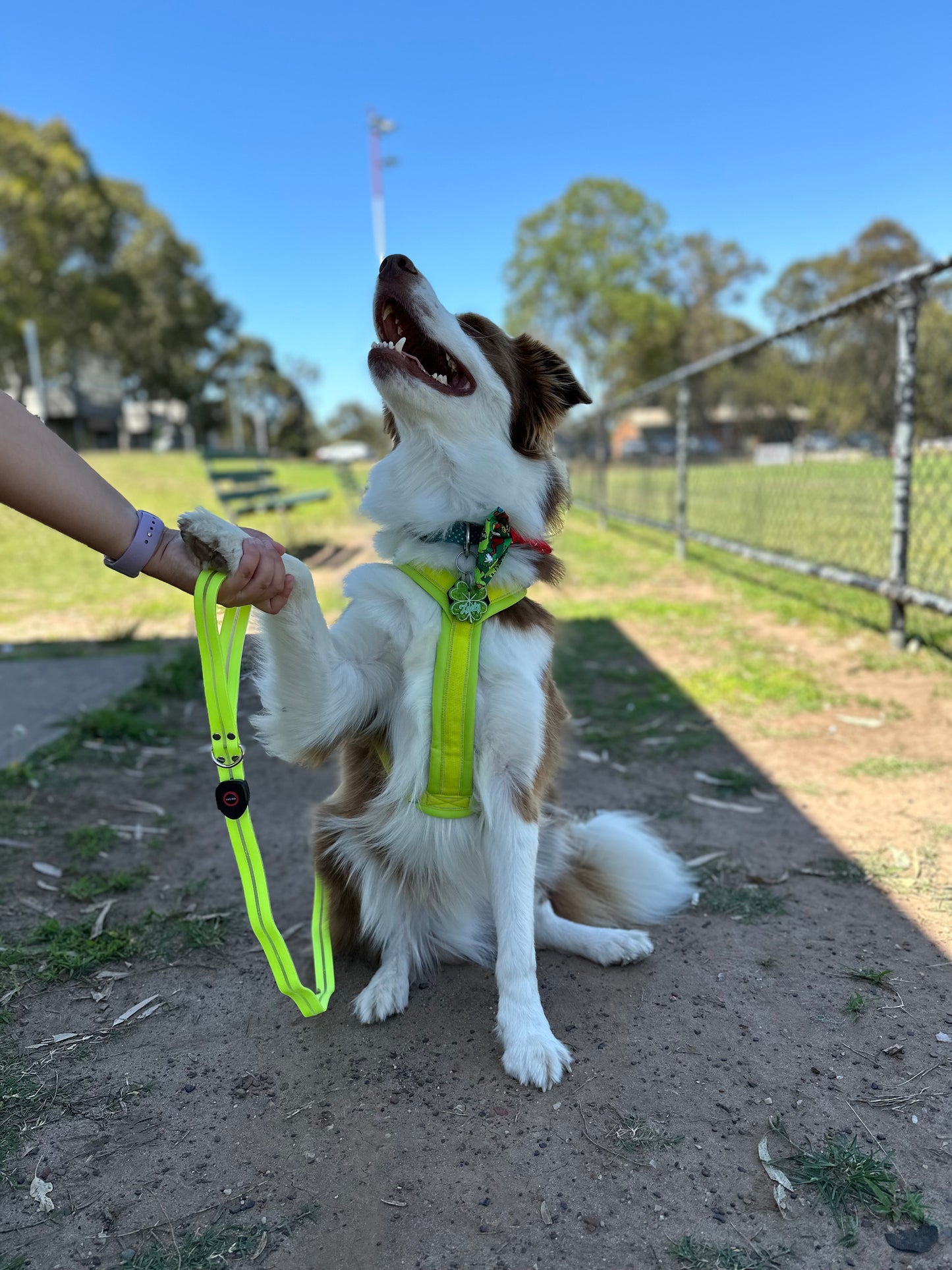 Hakusan Zero Harness (Y Shape)