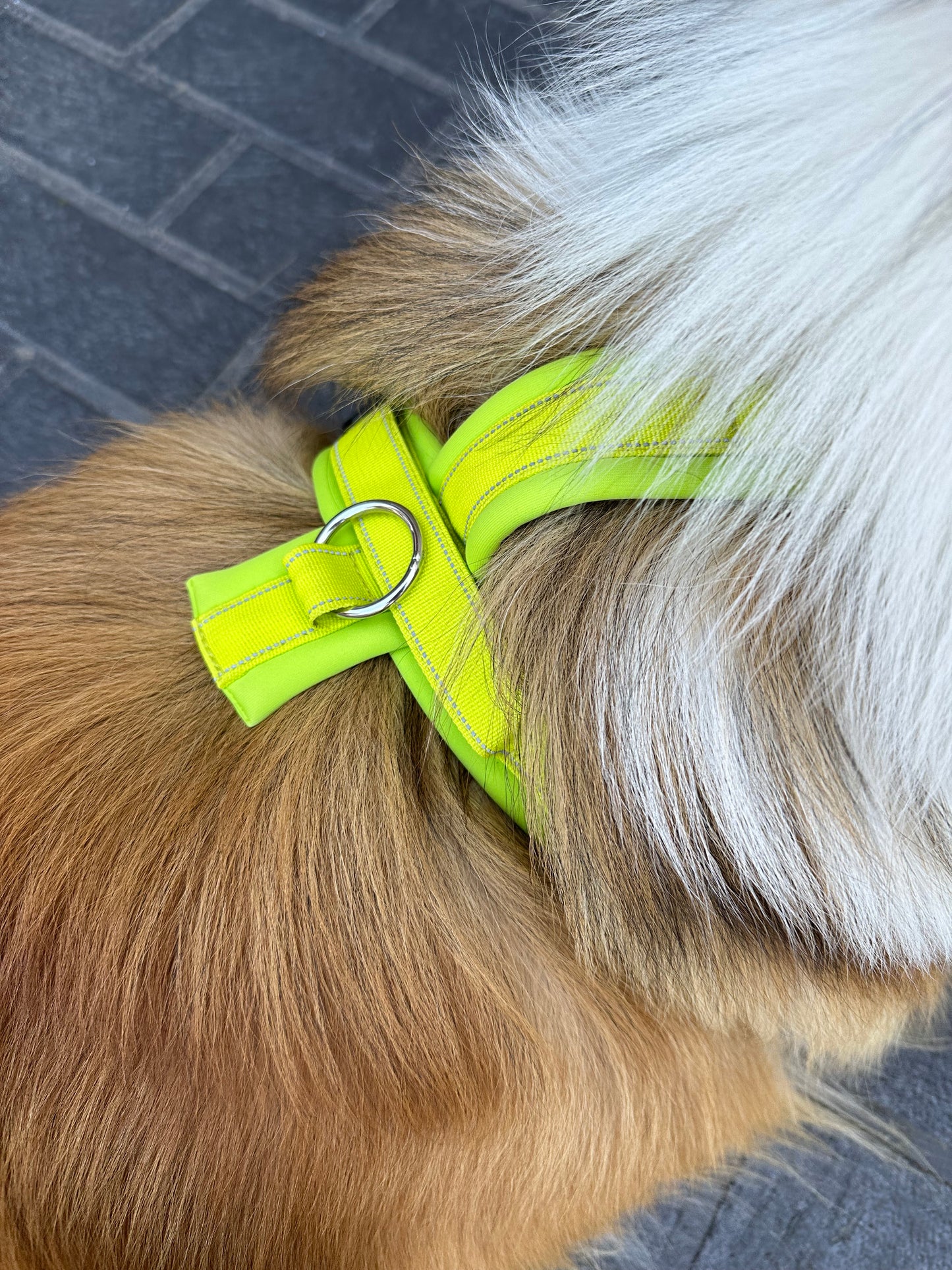 Hakusan Zero Harness (Y Shape)