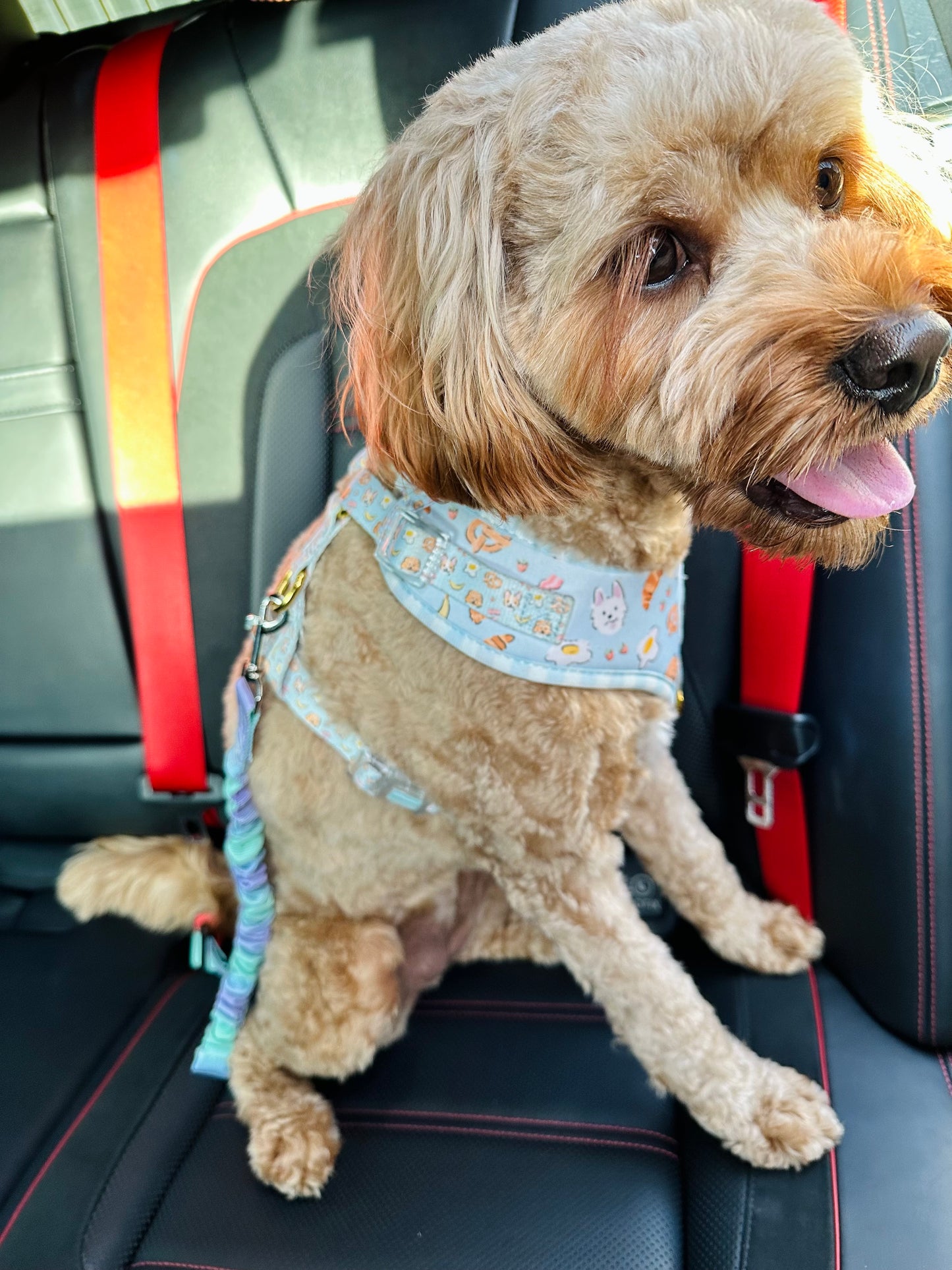 Dog Car Seat Belt