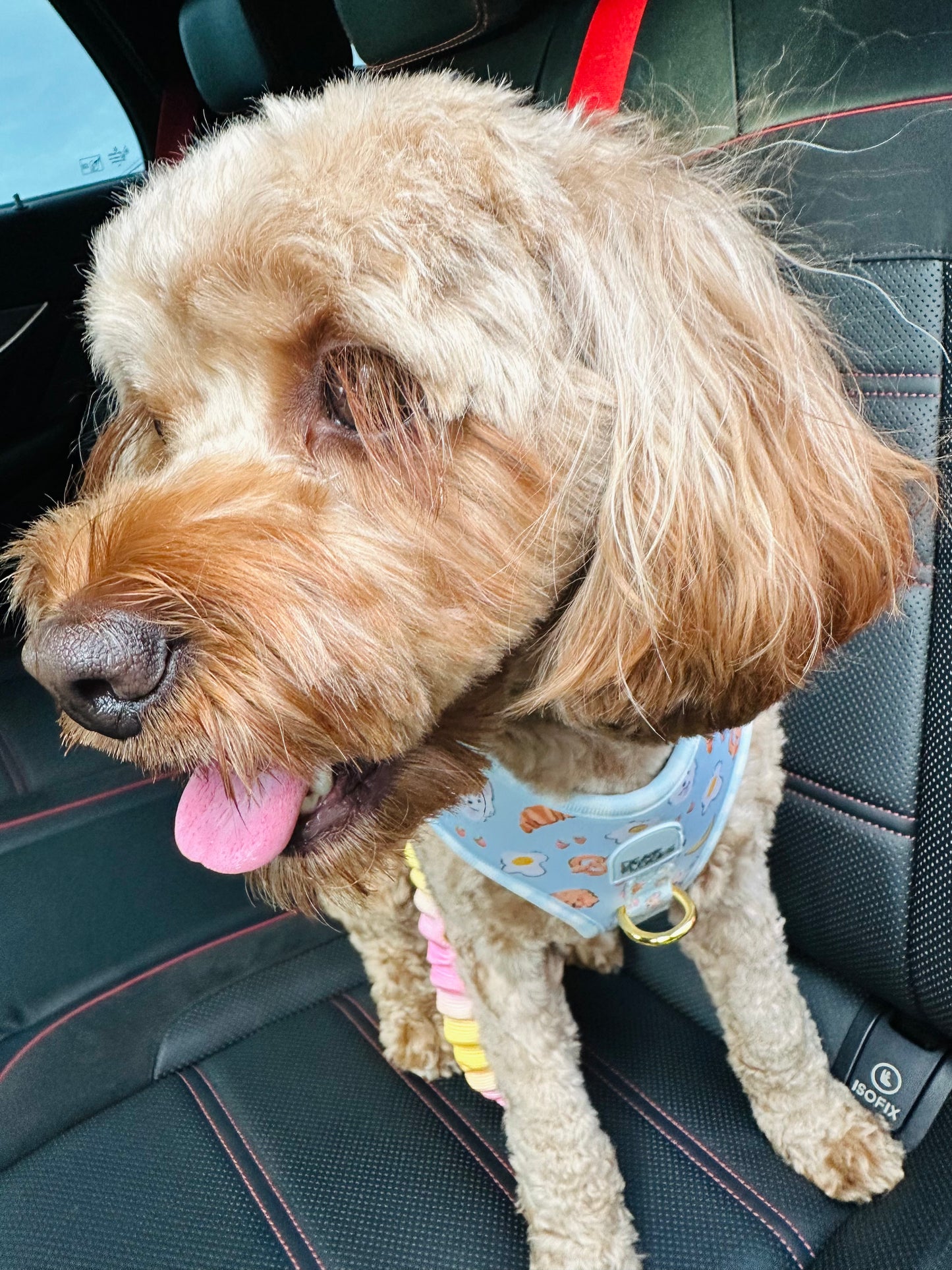 Dog Car Seat Belt
