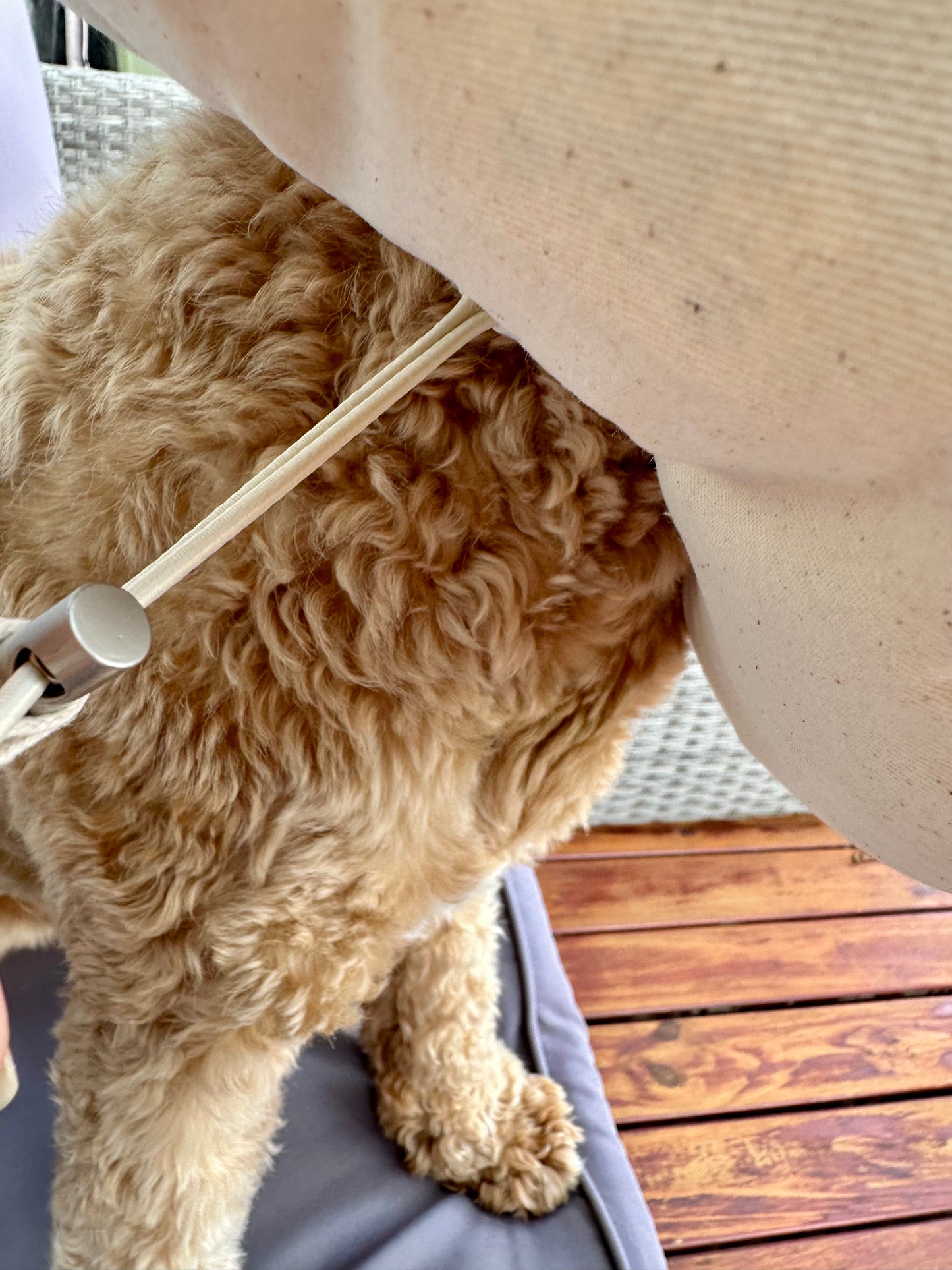 Soft Recovery Collar