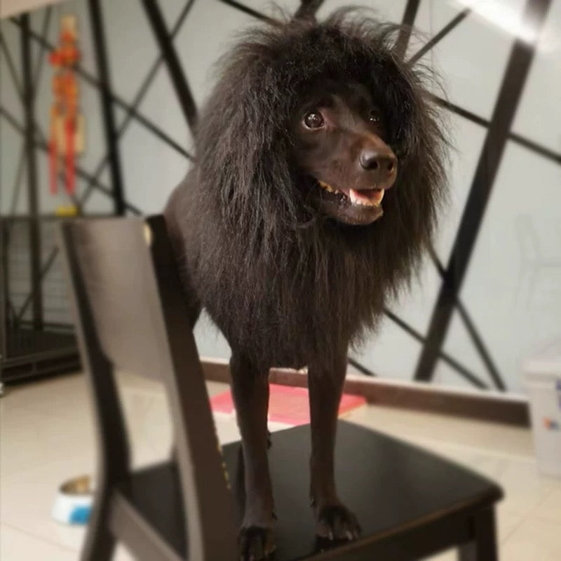 Lion Wig