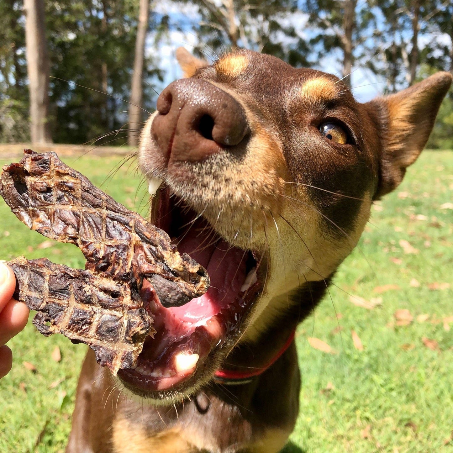 Kangaroo Jerky